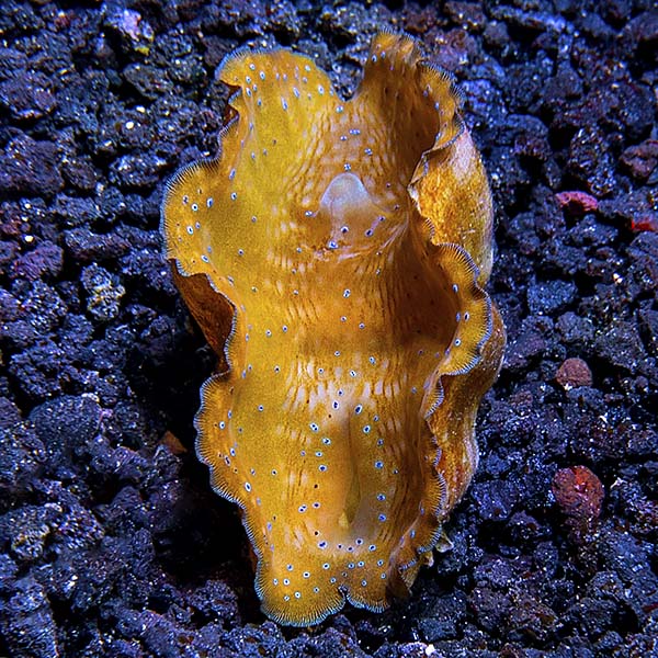 Gigas Clam, Aquacultured ORA® Gigas Clam, Aquacultured ORA®